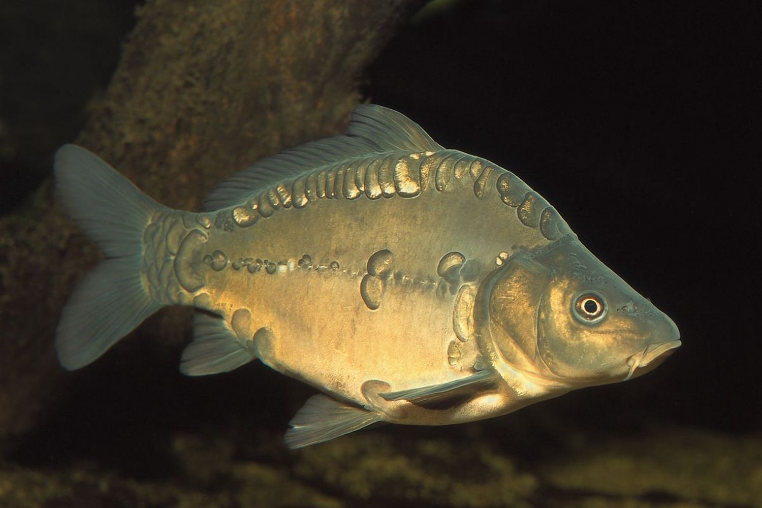 (Cyprinus Linnaeus, 1758) Род Ципринусы, Циприны, Карпы, Сазаны, Genus